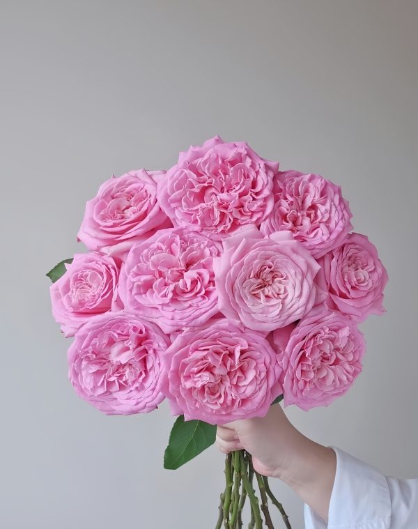 Ashley Rose丨Your roses