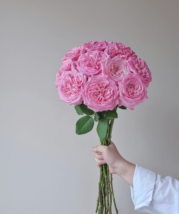 Ashley Rose for sale丨Your roses