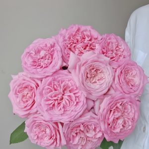 Ashley Rose plant丨Your roses