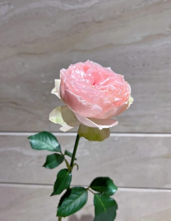 Baby Chameleon Rose plant丨Your roses