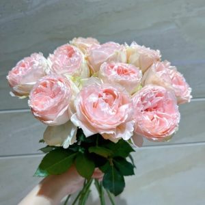 Baby Chameleon Rose丨Your roses