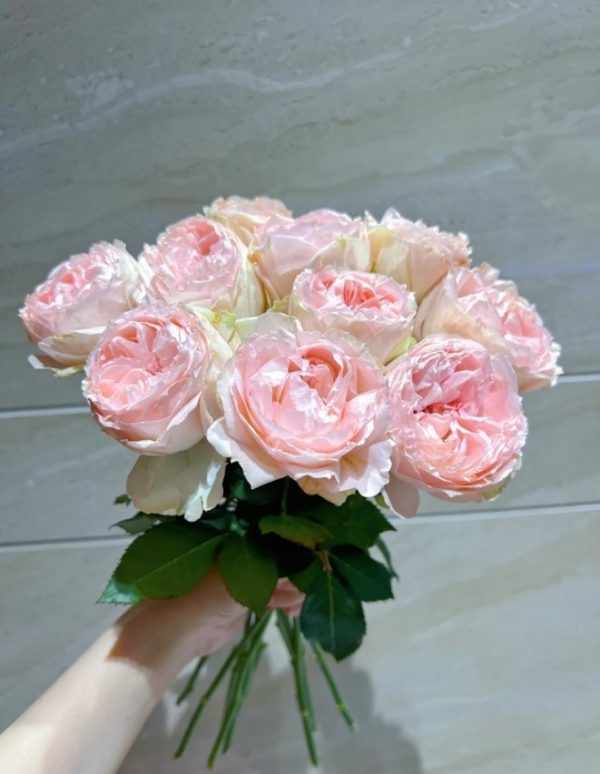 Baby Chameleon Rose丨Your roses