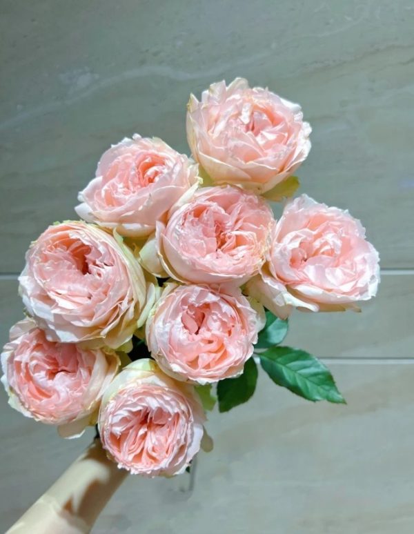 Baby Chameleon Rose for sale丨Your roses