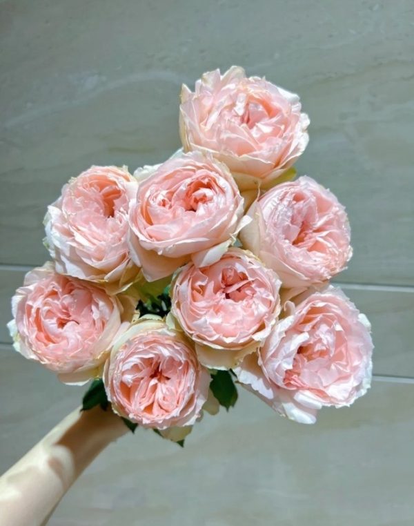 Baby Chameleon Rose丨Your roses