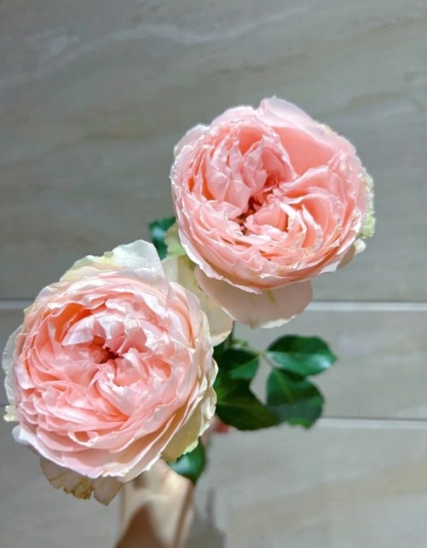 Baby Chameleon Rose丨Your roses