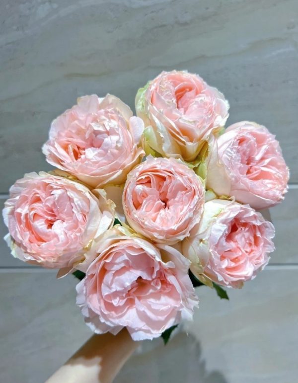Baby Chameleon Rose丨Your roses