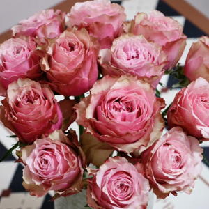 Belize Rose丨Your roses