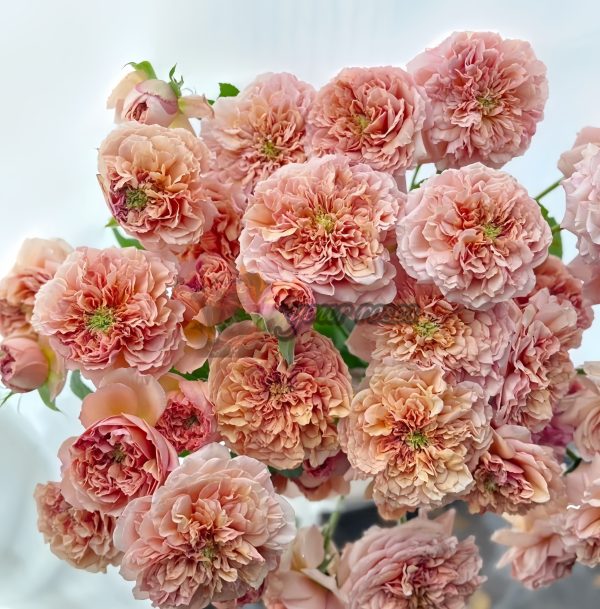 Belle d'Anjou Rose丨Your roses