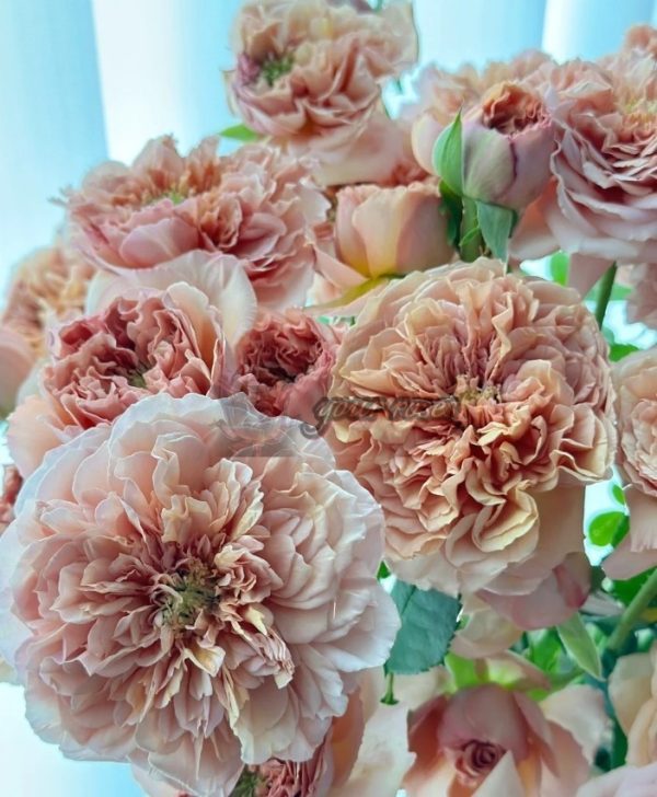 Belle d'Anjou Rose plant丨Your roses