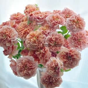 Belle d'Anjou Rose丨Your roses