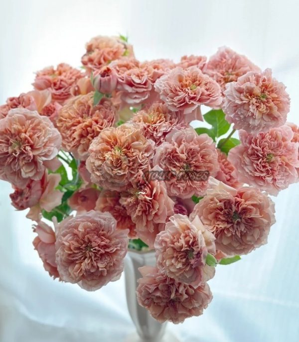 Belle d'Anjou Rose丨Your roses
