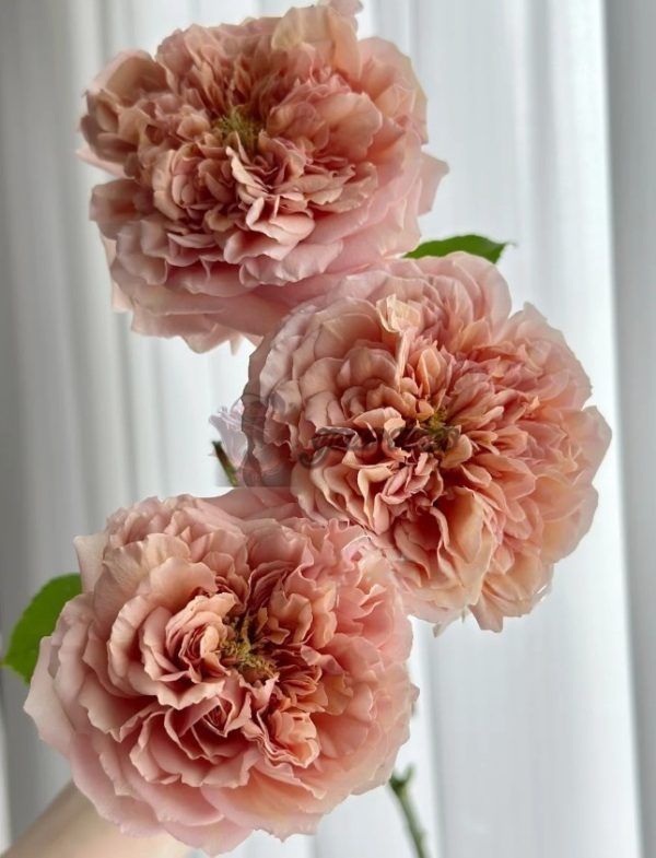 Belle d'Anjou Rose丨Your roses