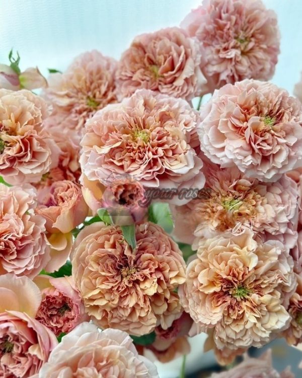 Belle d'Anjou Rose for sale丨Your roses