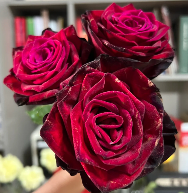BlackGold Rose for sale丨Your roses