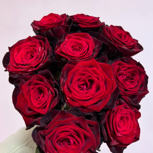 BlackGold Rose丨Your roses