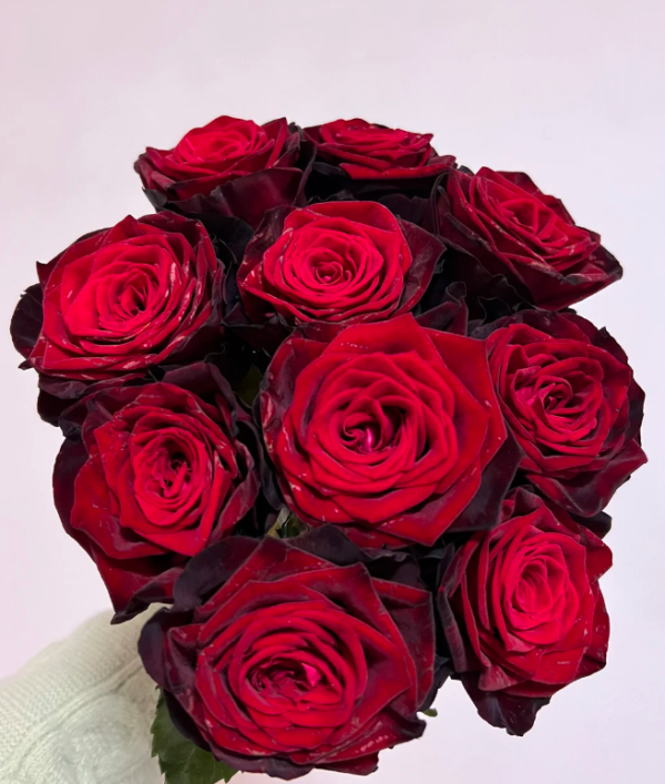 BlackGold Rose丨Your roses