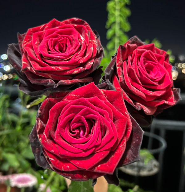 BlackGold Rose plant丨Your roses