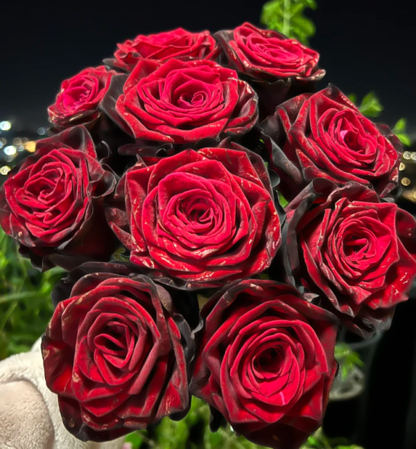 BlackGold Rose丨Your roses