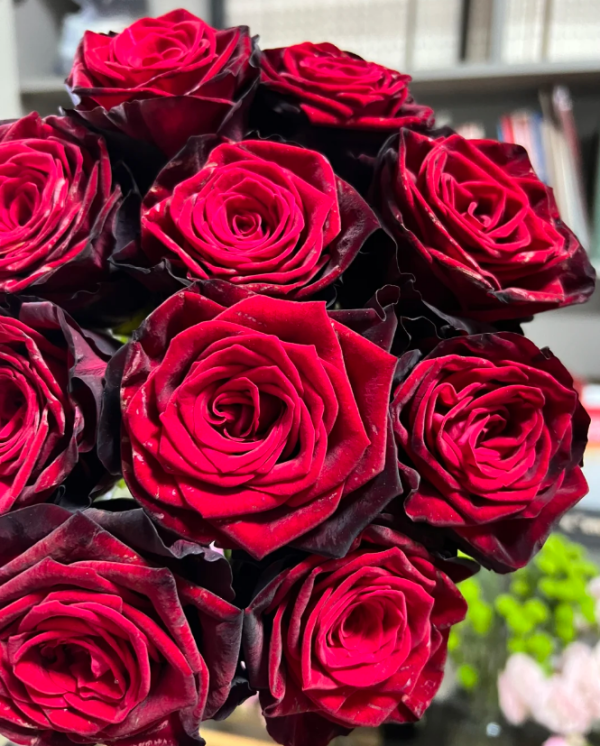 BlackGold Rose丨Your roses