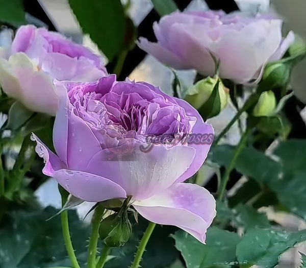 Blue Moon Stone Rose丨Your roses