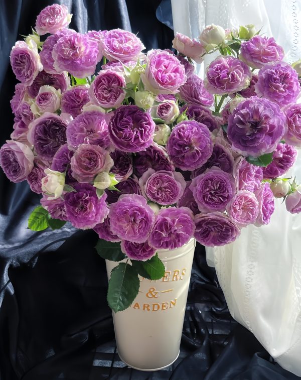 Blue Moon Stone Rose for sale丨Your roses