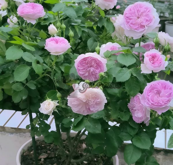 Blue Moon Stone Rose丨Your roses