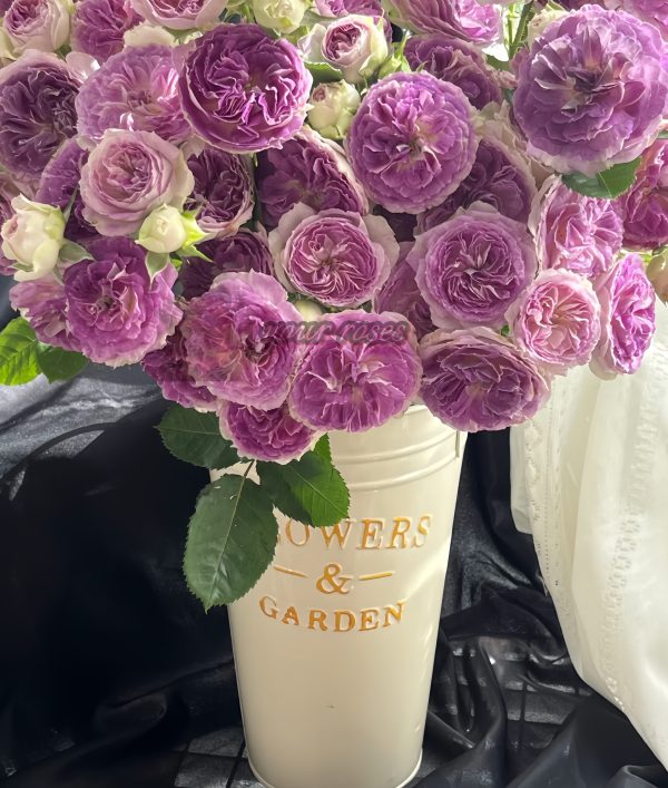 Blue Moon Stone Rose丨Your roses