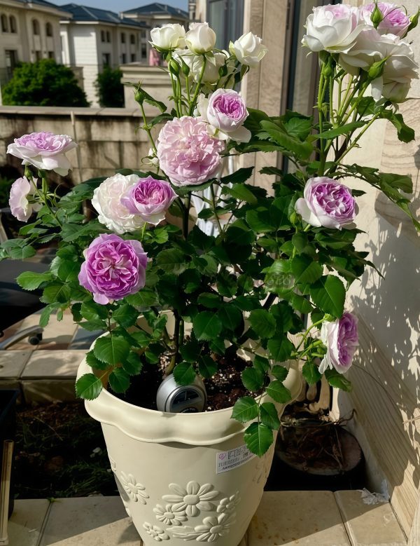 Blue Moon Stone Rose plant丨Your roses
