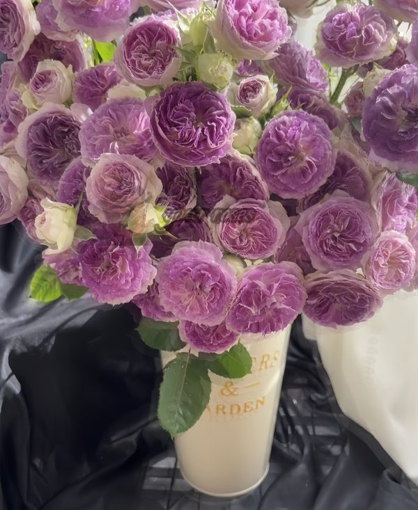Blue Moon Stone Rose丨Your roses