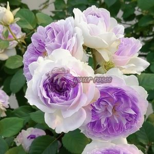 Blue Moon Stone Rose丨Your roses