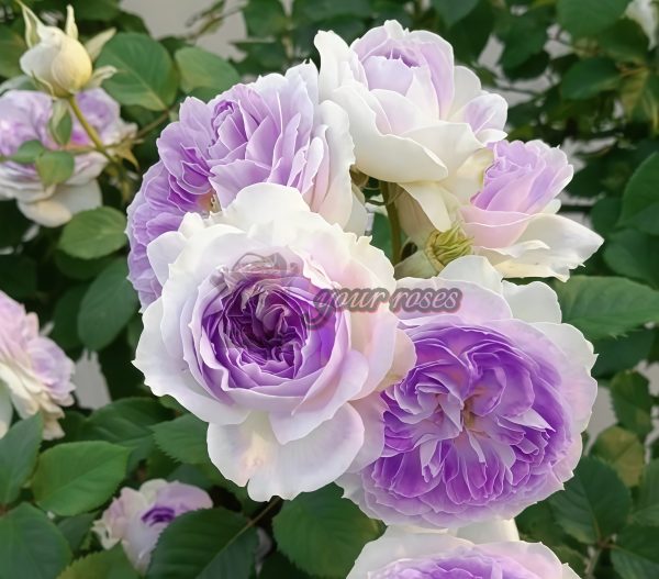 Blue Moon Stone Rose丨Your roses