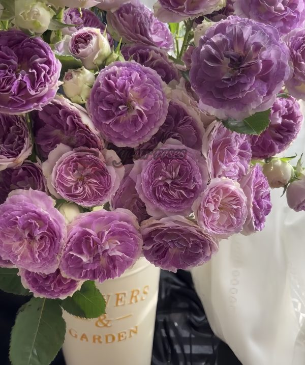 Blue Moon Stone Rose plant丨Your roses
