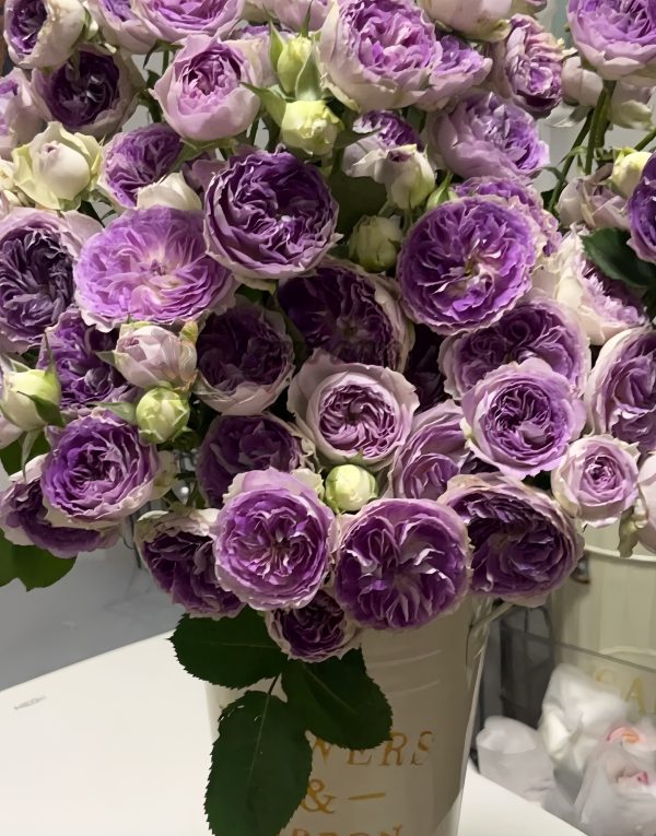 Blue Moon Stone Rose丨Your roses