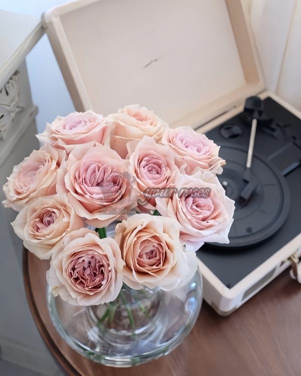 Brut Rose 丨Your roses