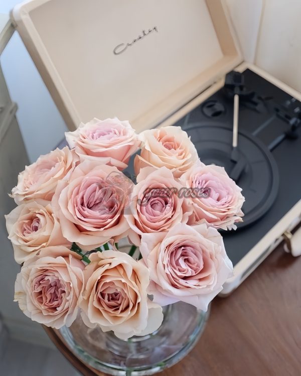 Brut Rose 丨Your roses