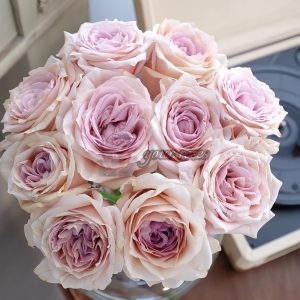 Brut Rose plant 丨Your roses