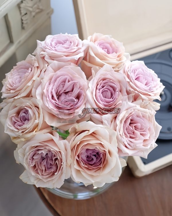 Brut Rose plant 丨Your roses