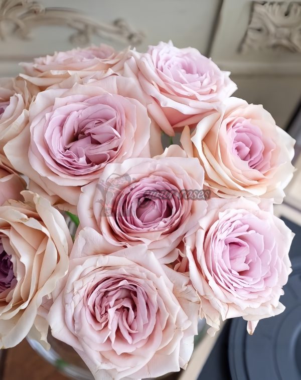 Brut Rose for sale 丨Your roses