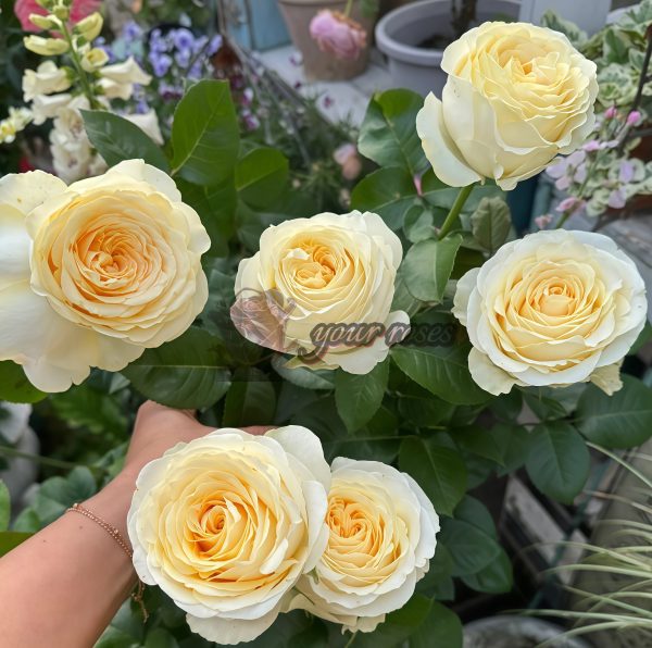 Butter Cup Rose for sale丨Your roses