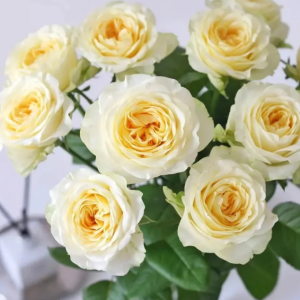 Butter Cup Rose丨Your roses