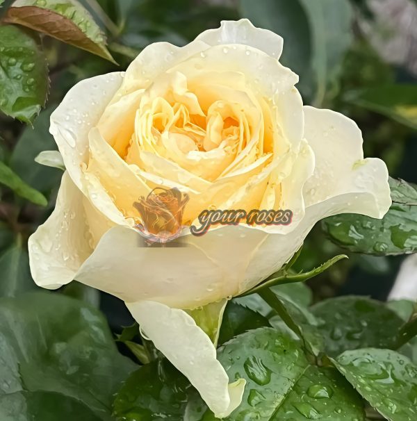 Butter Cup Rose plant丨Your roses