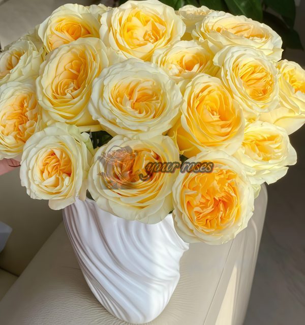 Butter Cup Rose丨Your roses