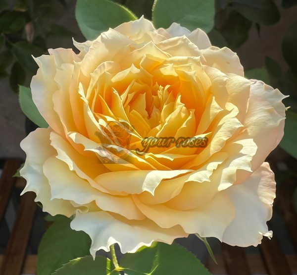 Caramel Antike Freelander Rose丨Your roses