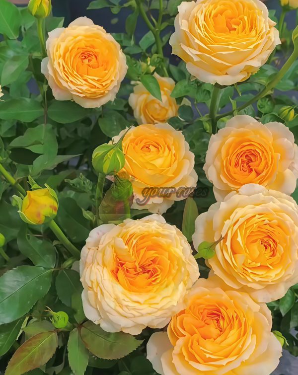 Caramel Antike Freelander Rose for sale丨Your roses