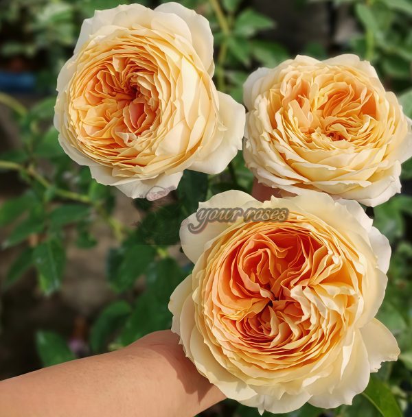 Caramel Antike Freelander Rose丨Your roses