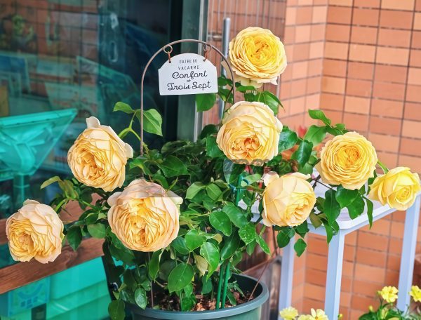 Caramel Antike Freelander Rose丨Your roses