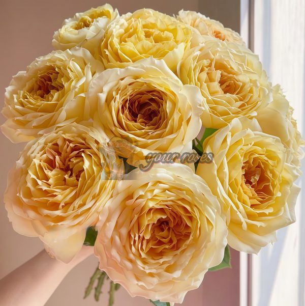 Caramel Antike Freelander Rose plant丨Your roses