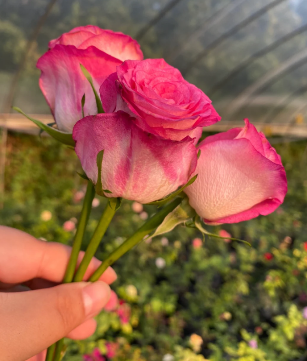 Carmen Rose丨Your roses