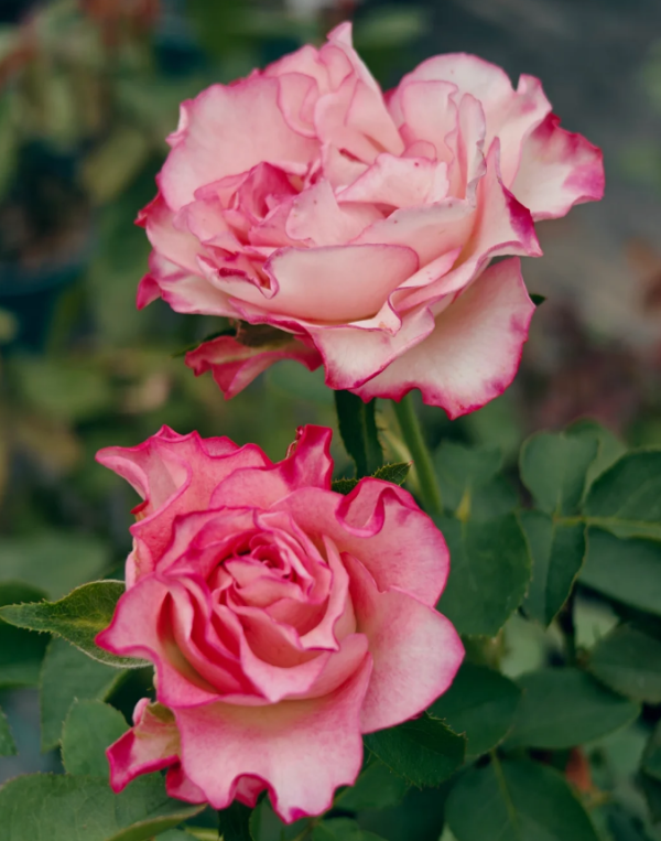 Carmen Rose for sale丨Your roses