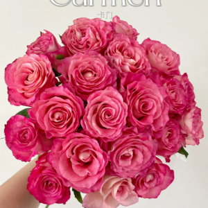 Carmen Rose丨Your roses